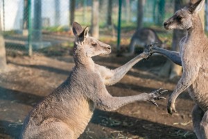 ボクシング　カンガルー