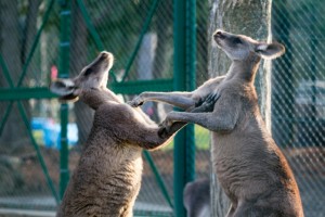 カンガルー　殴り合い　バトル