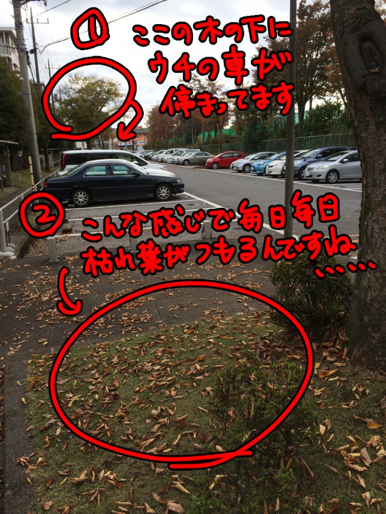 車 葉っぱが落ちる