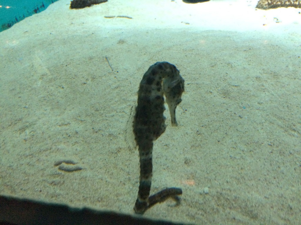 しょぼん タツノオトシゴ