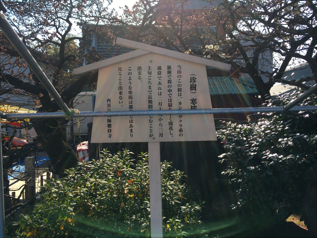西新井大師 桜