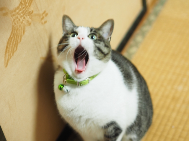 猫 びっくり