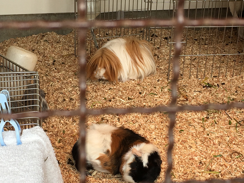 アンデルセン公園 モルモット ロン毛