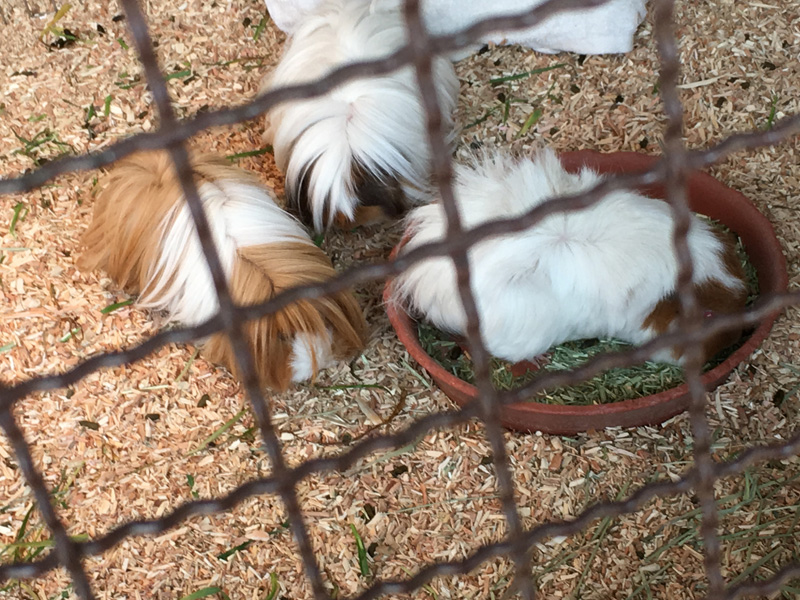 アンデルセン公園 モルモット ロン毛